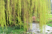 31st Mar 2014 - Grounds at Littlecote House, Hungerford