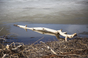 4th Apr 2014 - Driftwood Reflection
