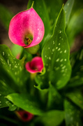 4th Apr 2014 - (Day 50) - Three Calla Lilies 