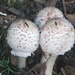 Mushroom Grove. by happysnaps