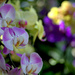 creams and violets by vankrey