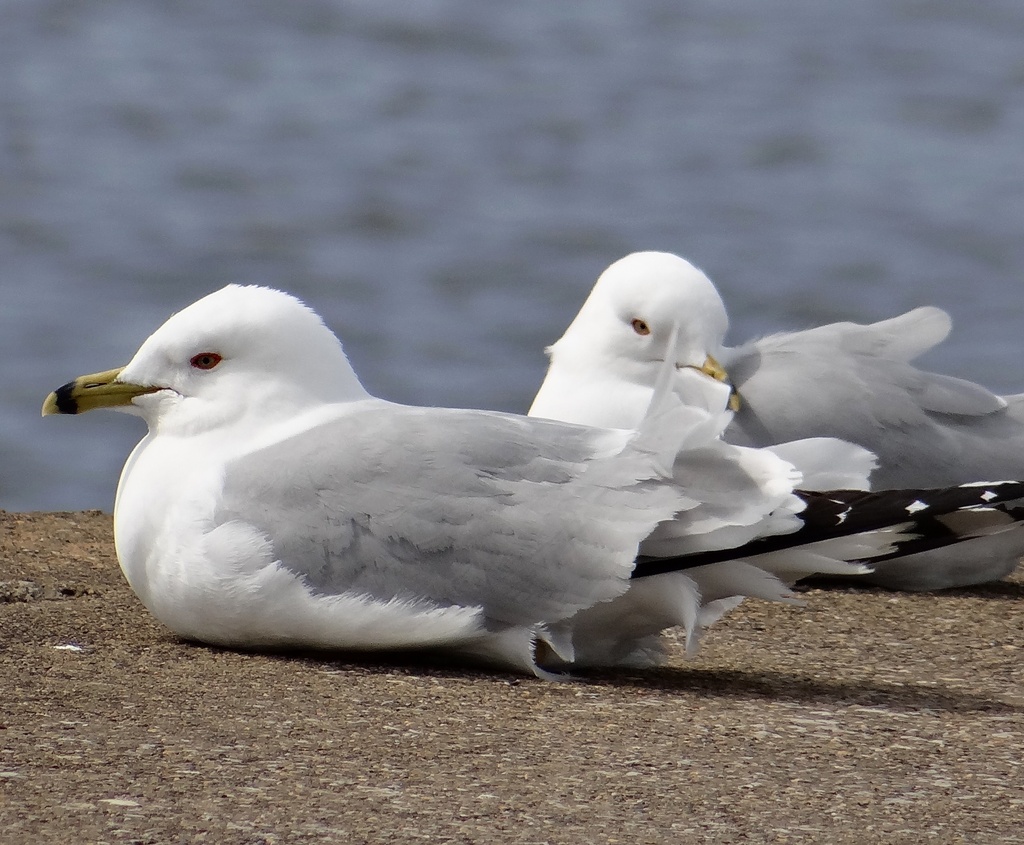 Ring-billed Gulls on a windy day by annepann