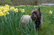 5th Apr 2014 - Jinks and the daffodils