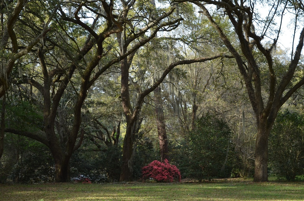 Charles Towne Landing State Historic Site, Charleston, SC by congaree