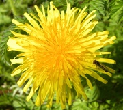 31st Mar 2014 - Dandilion