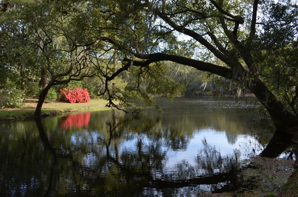 Azalea and live oak reflections, Charles Towne Landing State Historic Site, Charleston, SC by congaree