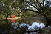 4th Apr 2014 - Azalea and live oak reflections, Charles Towne Landing State Historic Site, Charleston, SC