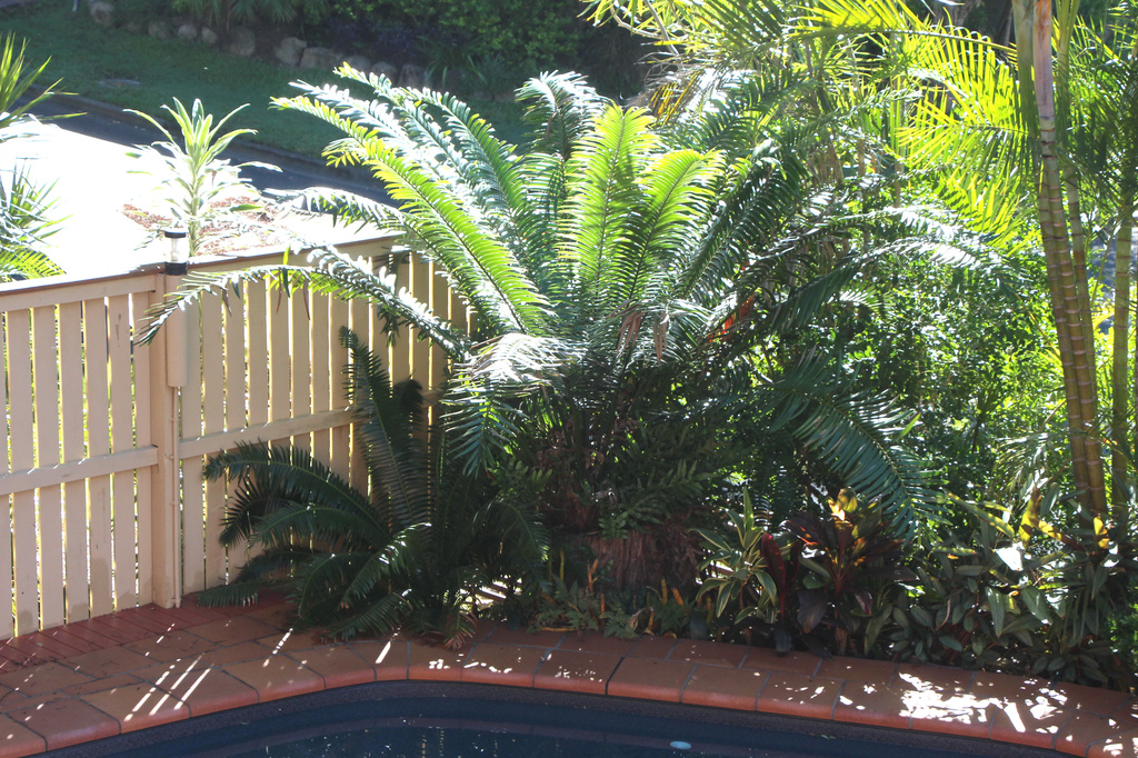 This is a Cycad Too by terryliv