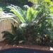 This is a Cycad Too by terryliv