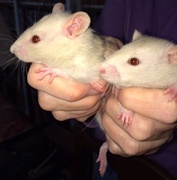 8th Mar 2014 - Baby Rats