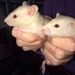Baby Rats by dorim