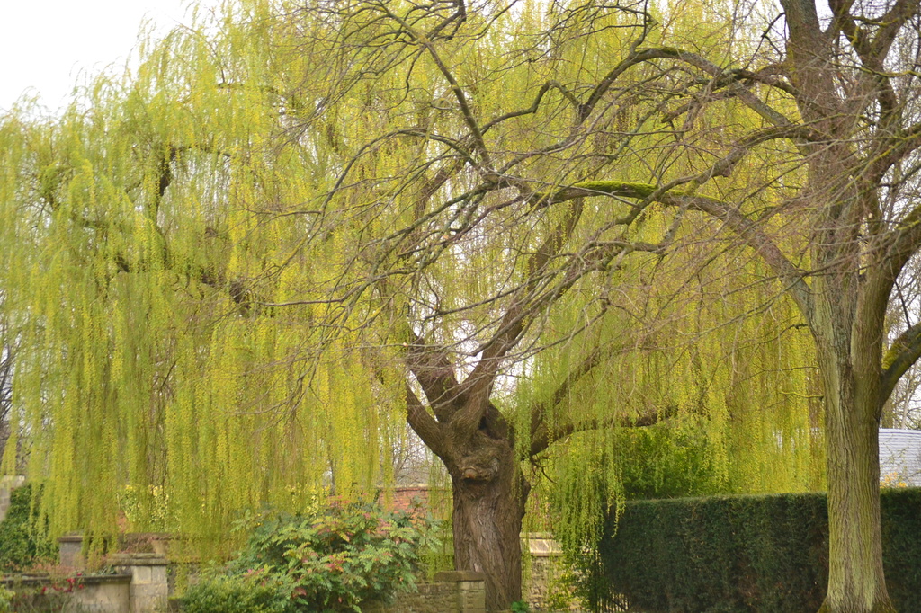 Willow tree in the grounds of Christ's College, Oxford by ziggy77