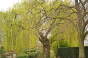 1st Apr 2014 - Willow tree in the grounds of Christ's College, Oxford