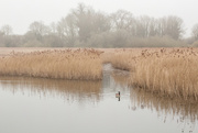 4th Apr 2014 - Misty morning at Marsworth 2 : Goose on the reservoir 