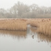 Misty morning at Marsworth 2 : Goose on the reservoir  by dulciknit