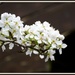 Pear blossom by rosiekind