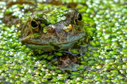 4th Apr 2014 - WEEDY FROG- TAKE TWO