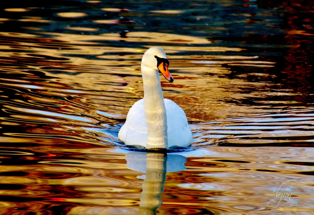 On Golden Pond by lynnz