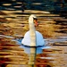 On Golden Pond by lynnz