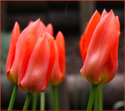 5th Apr 2014 - Tulips