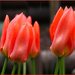 Tulips by phil_howcroft