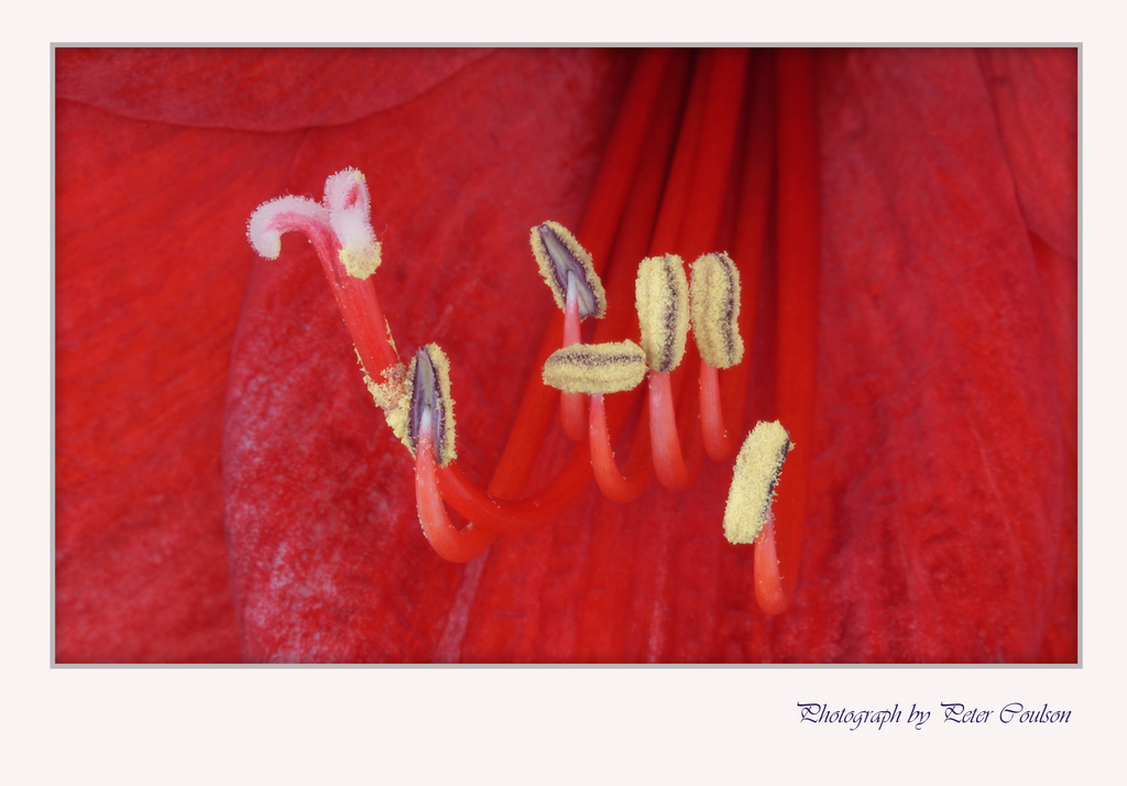 Amaryllis Macro by pcoulson