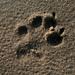 Pawprint in the sand by callymazoo