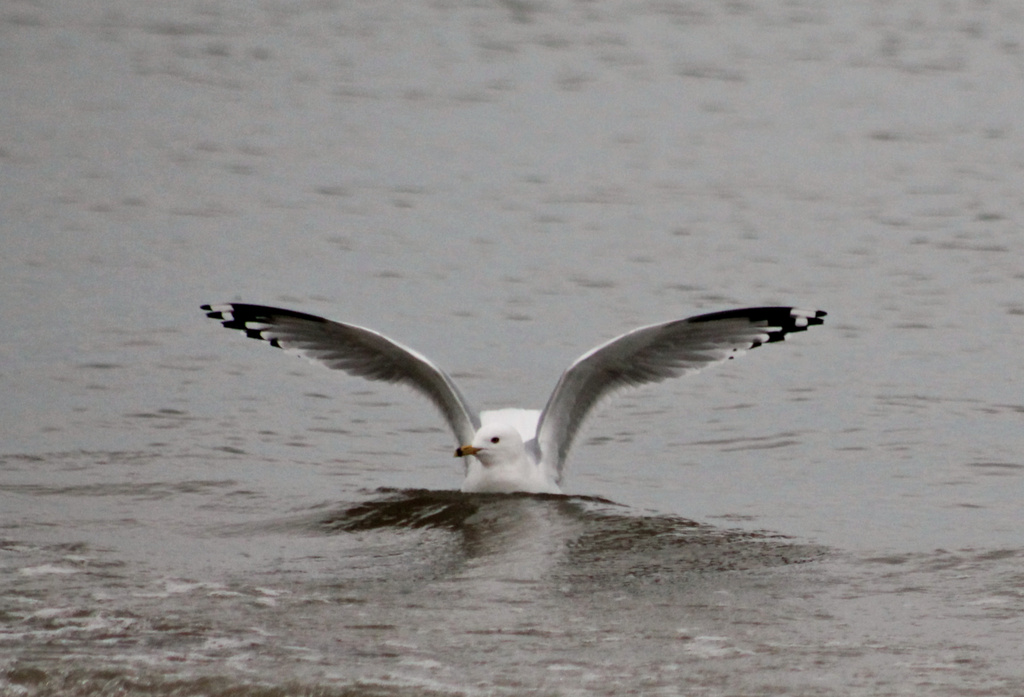 Another Day, Another Gull by lauriehiggins