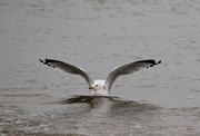 4th Apr 2014 - Another Day, Another Gull