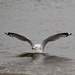 Another Day, Another Gull by lauriehiggins