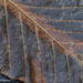 Leaf Patterns by falcon11