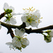 Plum blossom - 5-04 by barrowlane