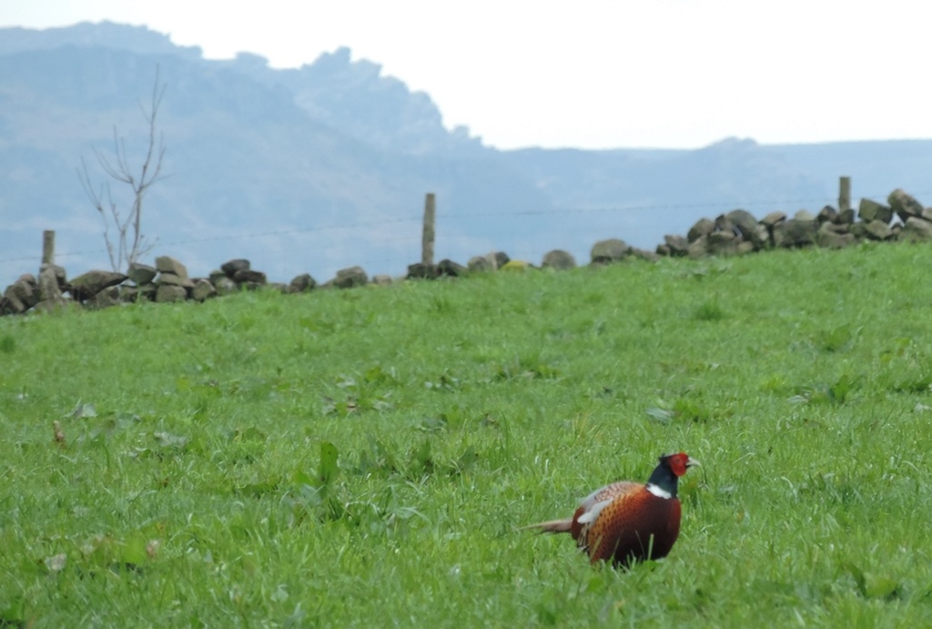 This green and pheasant land by roachling