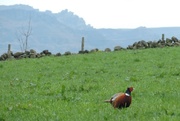 4th Apr 2014 - This green and pheasant land