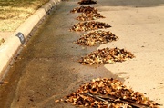 5th Apr 2014 - Piles of Leaves in the Street