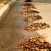 Piles of Leaves in the Street by judyc57