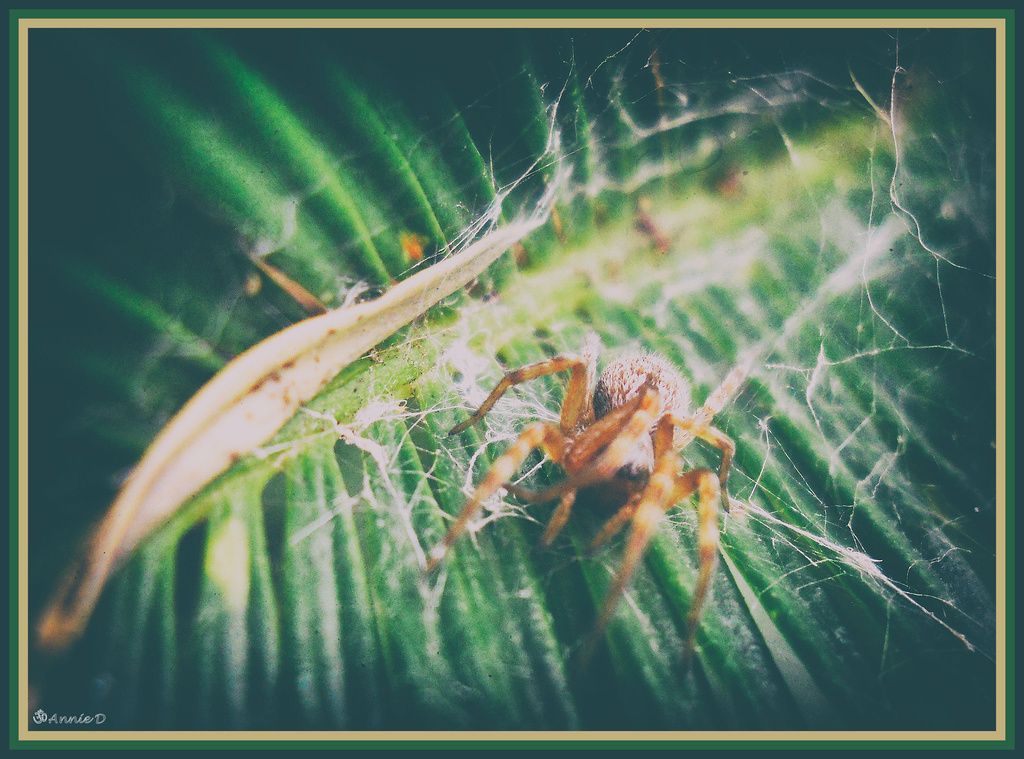 eight legged beauty ( closer to original ) by annied