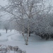 Snowy backyard by radiogirl
