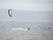 5th Apr 2014 - Surfing through the birds