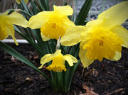 8th Apr 2014 - Daffodils In The Rain