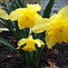 Daffodils In The Rain by yogiw