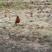 Robin, robin everywhere by joansmor