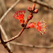 maple flowers by francoise