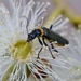 Soldier Beetle by dianeburns