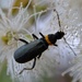 Soldier Beetle 2 by dianeburns