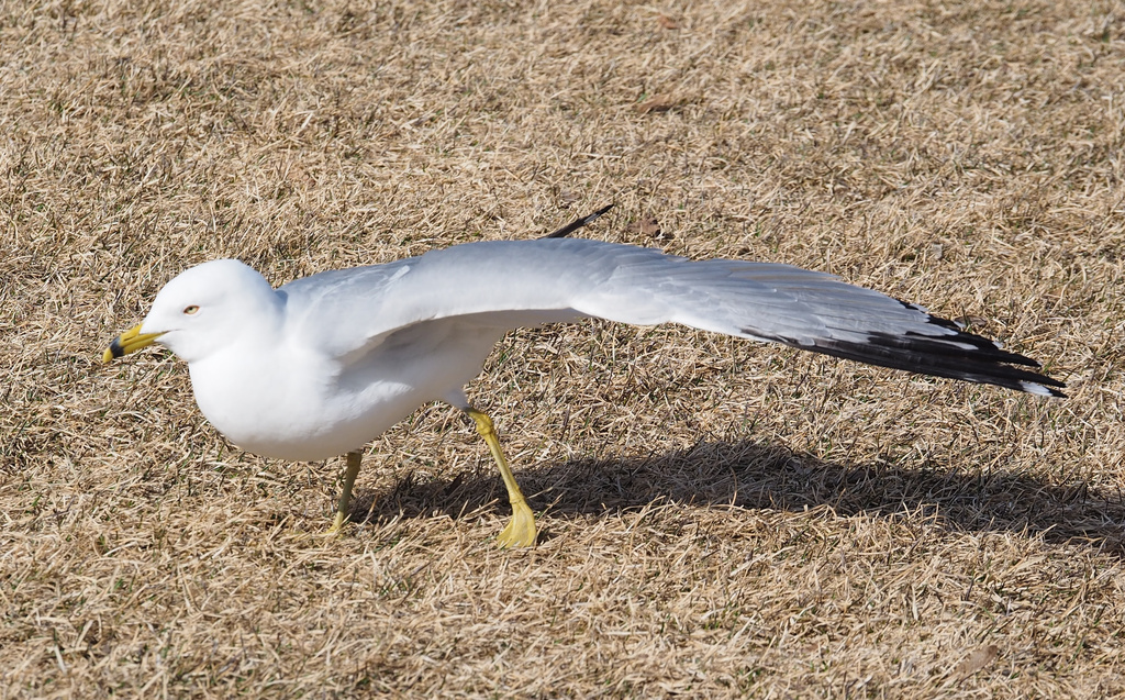 You Put Your Left Wing In..... by selkie