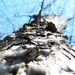 In My Dream I Climbed a Tree by juliedduncan