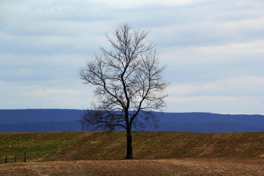 Rolling Hills And A Tree by digitalrn