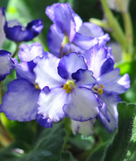 5th Apr 2014 - Ruffled violets