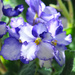 Ruffled violets by loweygrace